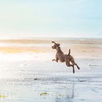 mywhiskeygirl magyarvizsla 14