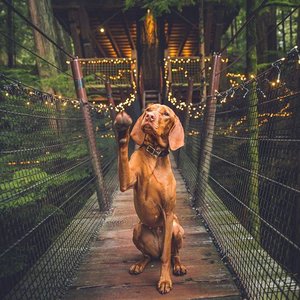 mywhiskeygirl magyarvizsla 6