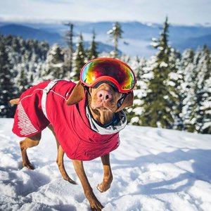 mywhiskeygirl magyarvizsla 8