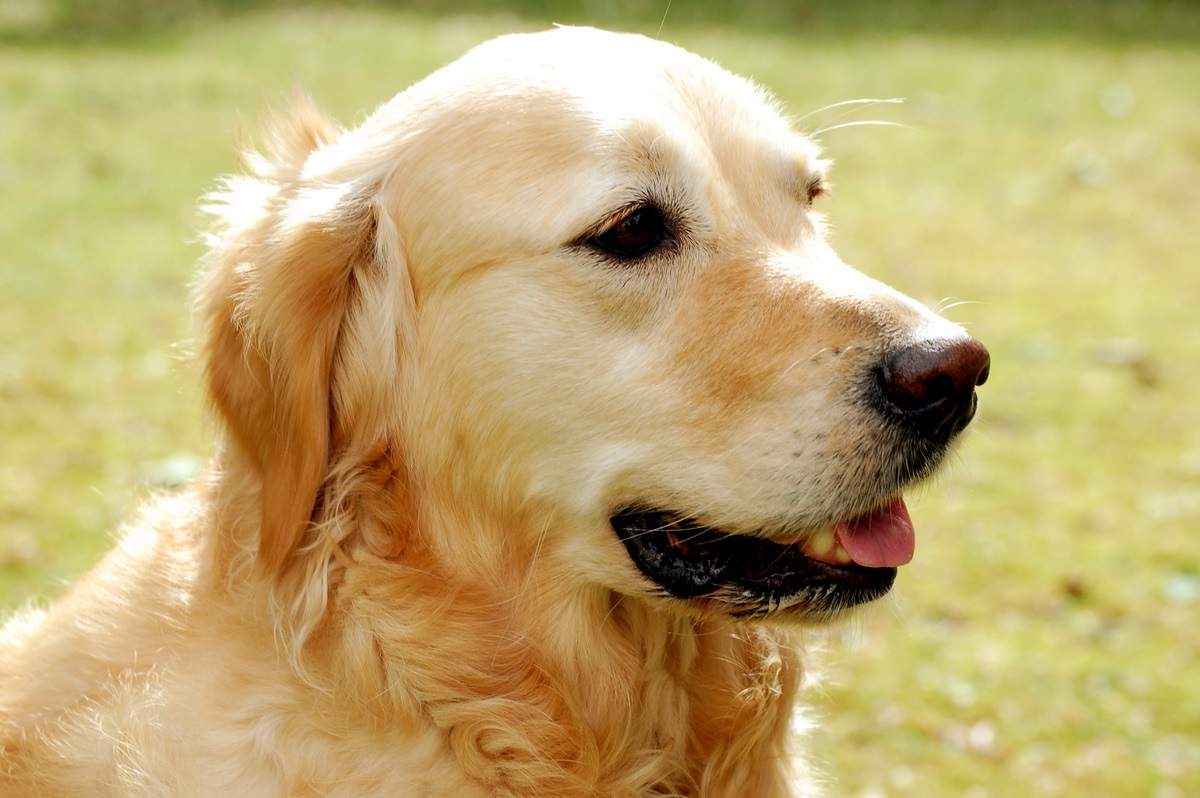 nyirni vagy nem nyirni 3