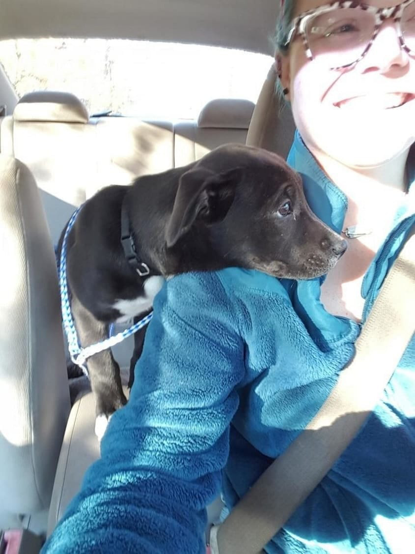 3 orokbefogadott kutyak