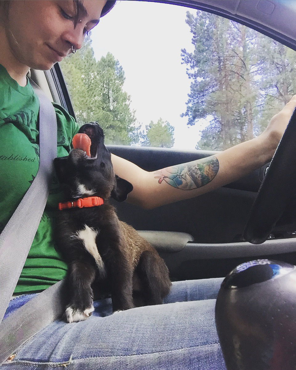 5 orokbefogadott kutyak