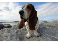 basset_artezien_norman2