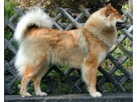 eurasier2