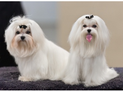 01_akc_maltese_dog_show_2013