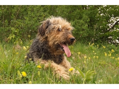 airedale_terrier