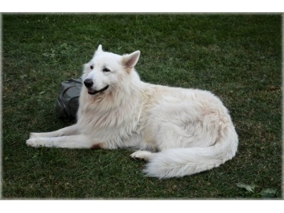 amerikai-kanadai_fehr_juhszkutya