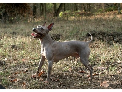 amerikai_kopasz_terrier