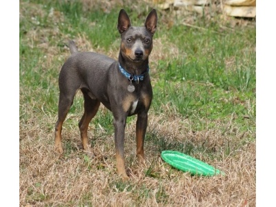 amerikai_kopasz_terrier2