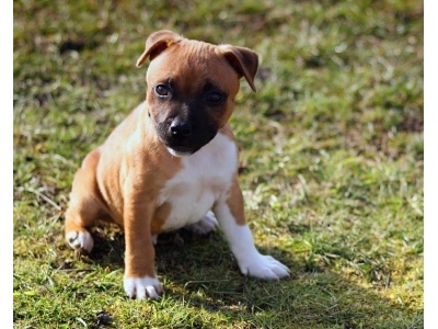 amerikai_pit_bullterrier2