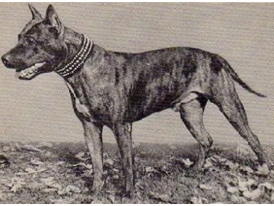 amerikai_staffordshire_terrier2