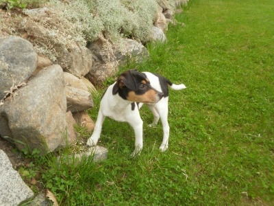 andalz_egrvadsz_terrier_kutya