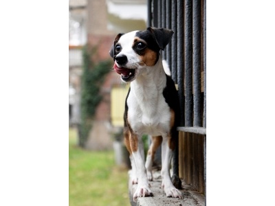 andalz_egrvadsz_terrier_kutya2