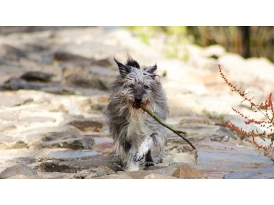 ardenni_psztorkutya2