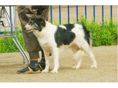 atlasz-hegysgi_kutya