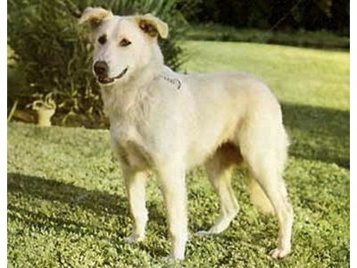 atlasz-hegysgi_kutya2