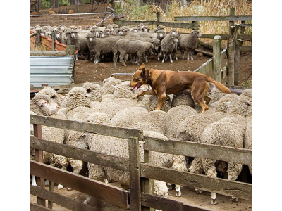 ausztrl_kelpie2_1519057841