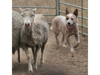 ausztrl_psztorkutya2