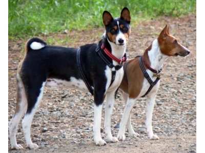 basenji2