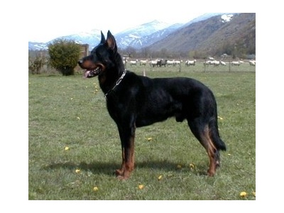 beauceron_mouton2