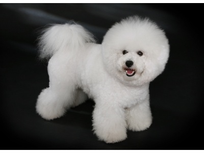 bichon_frise