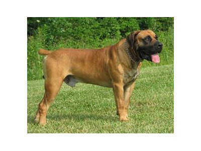 boerboel1