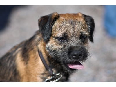 border_terrier1