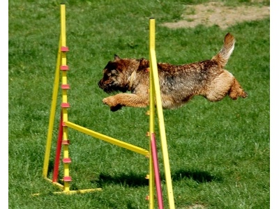 border_terrier2