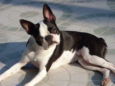 boston_terrier1