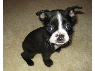boston_terrier2