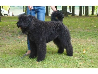 bouvier_des_flandres_2016