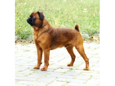 brabanti_kis_griffon1