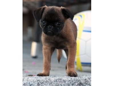 brabanti_kis_griffon2