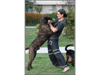 bullmastiff2