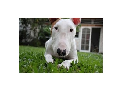bullterrier2
