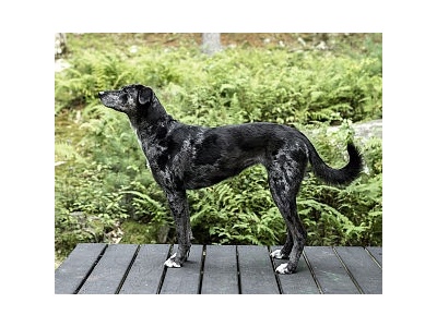 catahoulai_leoprdkutya1