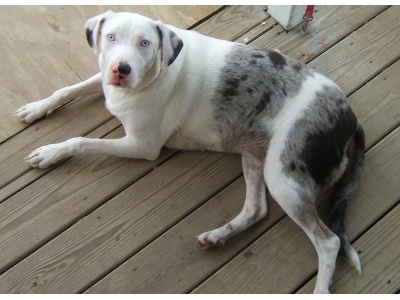 catahoulai_leoprdkutya2