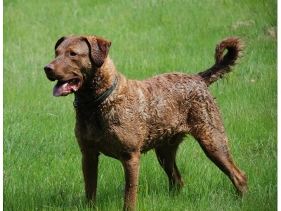 chesapeake_bay_retriever1