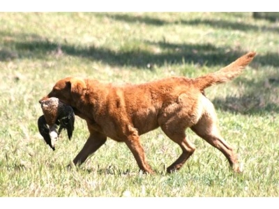 chesapeake_bay_retriever2