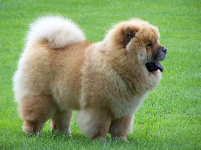 chowchow1
