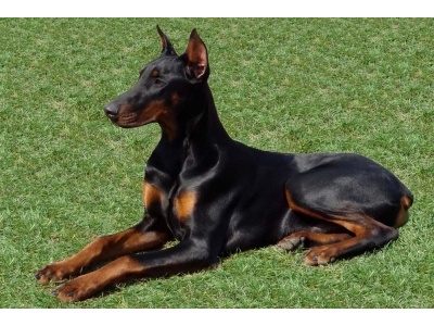 dobermann1