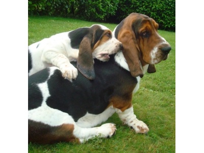 duo_de_basset-hound