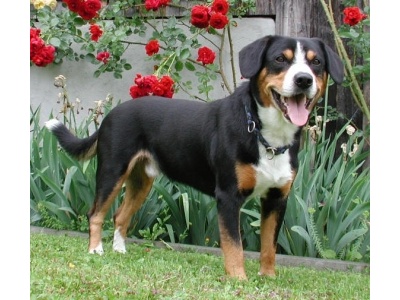 elio_v_schaerlig_im_juni_2007_klein