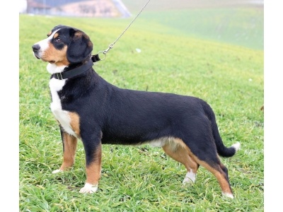 entlebucher