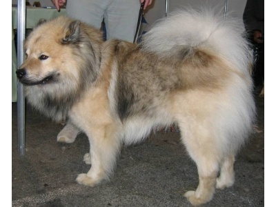 eurasier