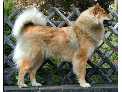 eurasier2