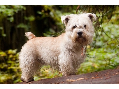 glen_of_imaal_terrier1