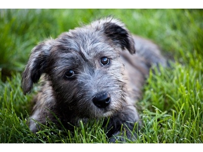 glen_of_imaal_terrier2