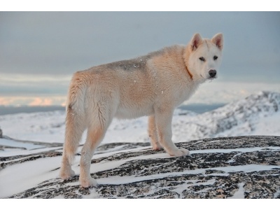 grnlandi_kutya1
