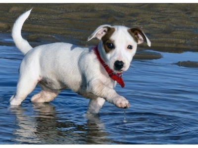 jack_russell_terrier2